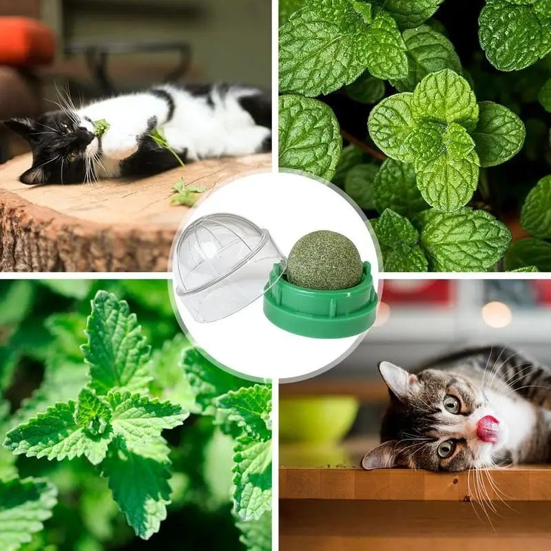 Picture of Cat Toys Catnip Wall Ball Clean Mouth Promote Digestion Kitten Candy  Snacks Pet Mint Ball Toys For Cats Cat Accessories
