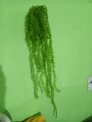 Buy Artifical Green Juri style Creeper Hanging For Room decoration.  at Best Prices in Bangladesh
