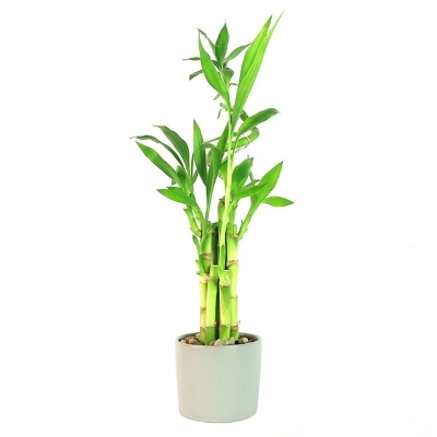 Picture of 1 pcs lucky bamboo Real Plants Rooted For Home And Office