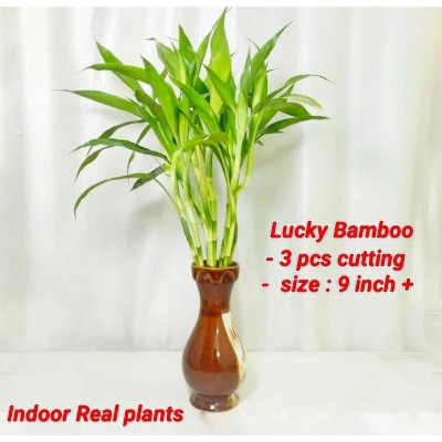 Picture of Lucky Bamboo Plants 3 Pcs For Home &Office Decoration