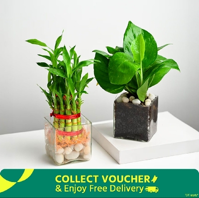 Picture of Money Plant + Lucky Bamboo Combo Pack(Without vase)