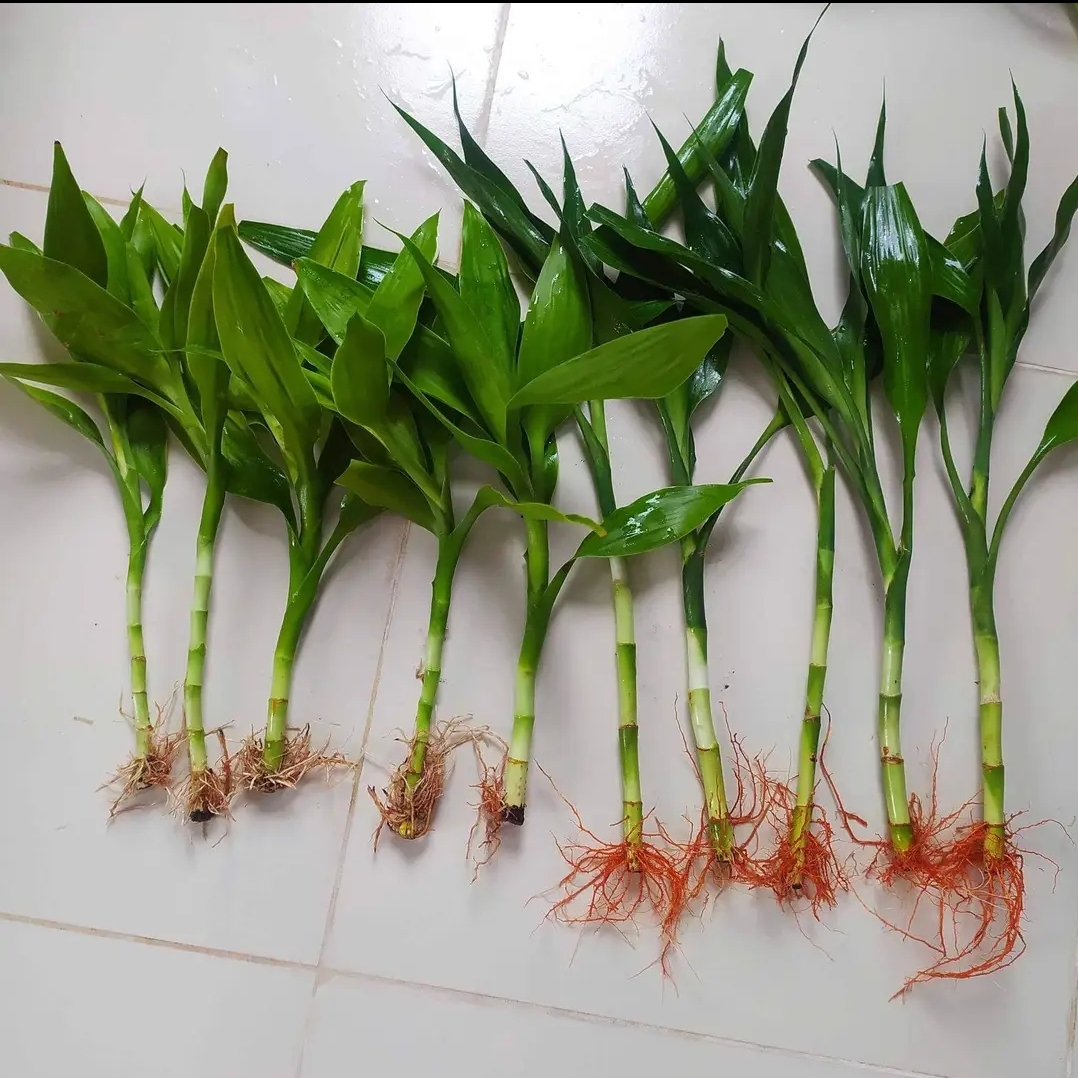 Picture of Money Plant + Lucky Bamboo Combo Pack(Without vase)