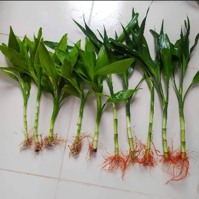 Picture of Money Plant + Lucky Bamboo Combo Pack(Without vase)