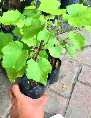 Picture of Grape Plants Green Grapes Grape PlantsReal Grape Plants 1 Pcs - Seeds