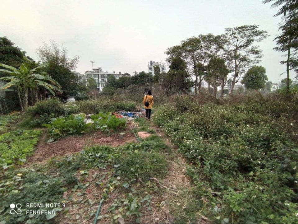 Yo trong vườn rau chú trồng