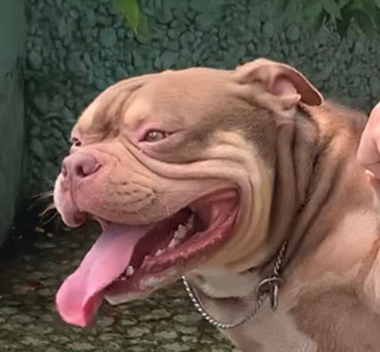 Đây là cái bản mặt của nó