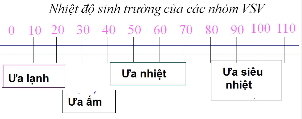 Dưới đây là ảnh cho thấy nhiệt độ sinh trưởng của 4 nhóm vi sinh vật.