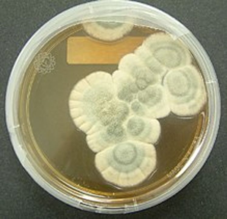 <i>Penicillium chrysogenum. </i>