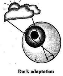 Image result for adaptation of eyes
