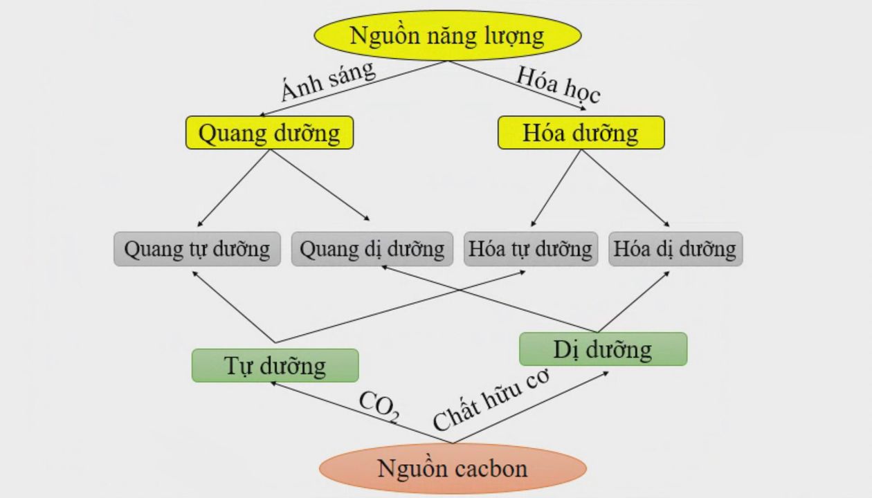 Sơ đồ tư duy tóm tắt về các hình thức dinh dưỡng của vi sinh vật.