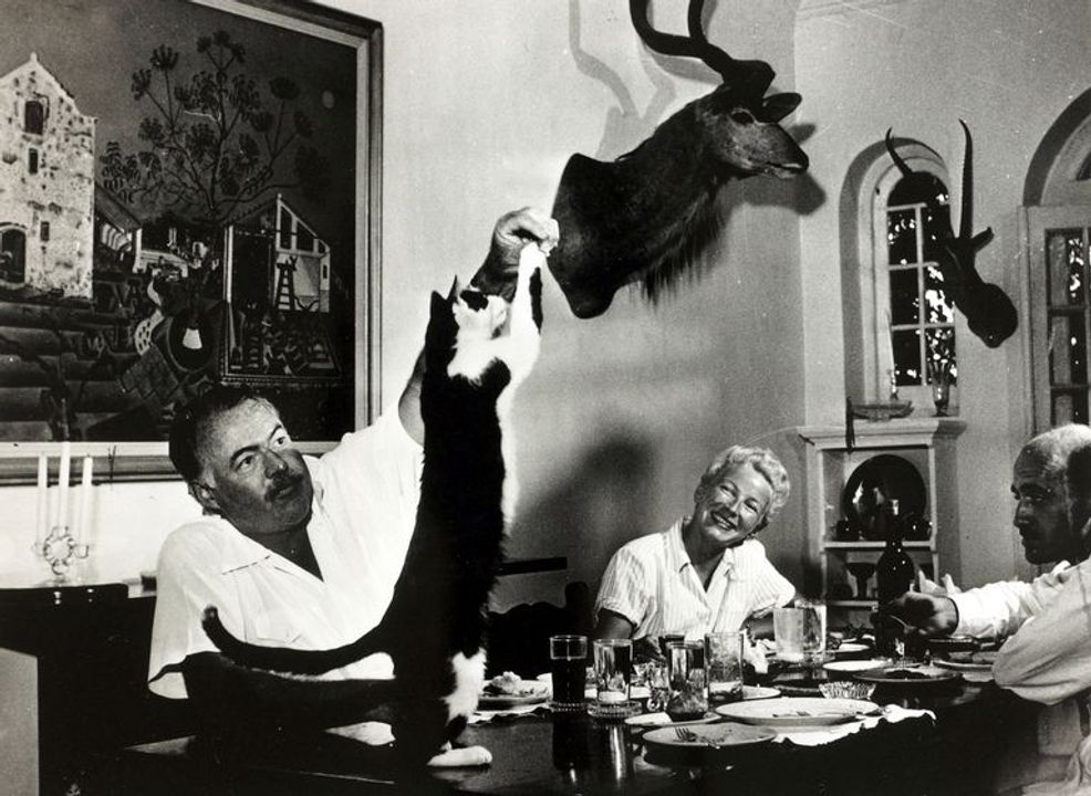Hemingway chơi với mèo tại tư gia