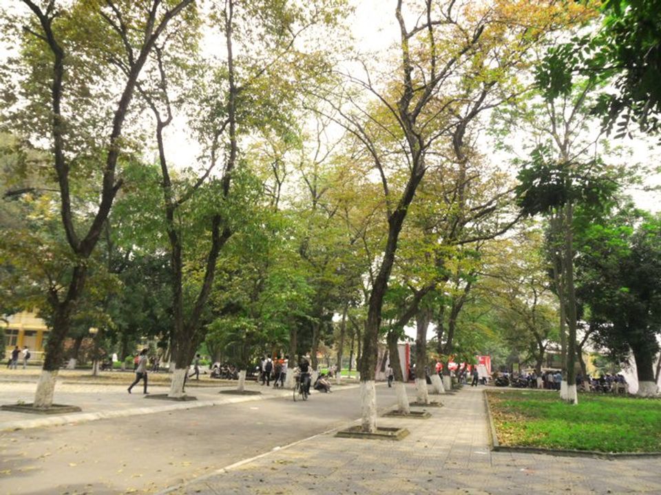 Con đường bằng lăng trước C9 vào xuân (Ảnh: Internet)