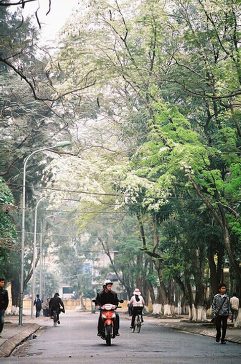 Con đường hoa sưa (Ảnh: Internet)