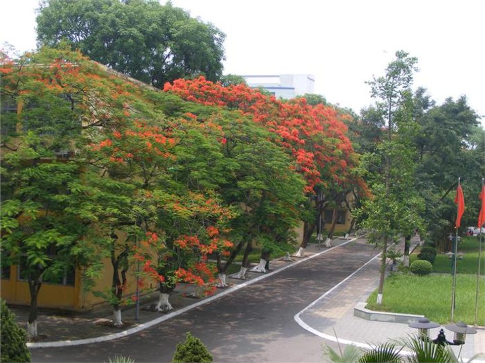 Con đường hoa phượng bên khu nhà C vào hạ (Ảnh: Internet)