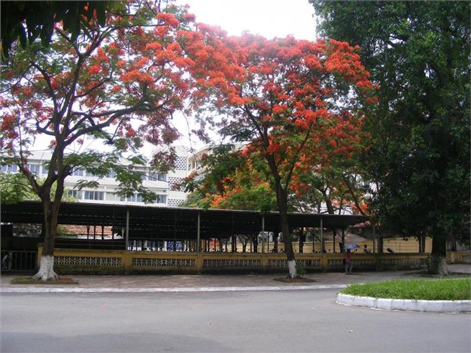 Hoa phượng sau nhà xe sau D6 (Ảnh: Internet)