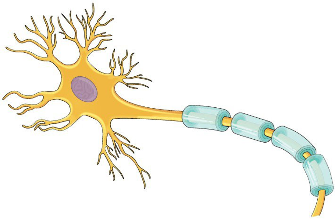 Cái màu xanh trên hình mà các bạn đang quan sát, chính là lớp bảo vệ myelin