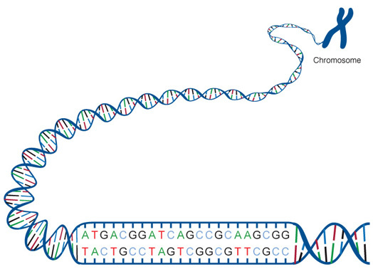 DNA fingerprinting for dummies