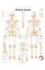 Skeletal System