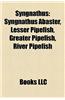 Syngnathus: Syngnathus Abaster, Lesser Pipefish, Greater Pipefish, River Pipefish