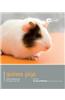 Guinea Pig - Pet Friendly