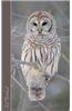 Owl Notebook: Gifts / Presents / Ruled Notebook for Owl & Baby Owl Lovers