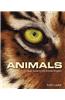 Animals: A Visual Guide to the Animal Kingdom