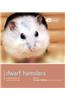 Dwarf Hamsters