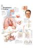 Respiratory System