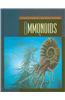 Ammonoids