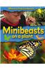 Minibeasts on a Plant