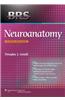 Neuroanatomy