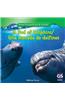 A Pod of Dolphins / una manada de delfines