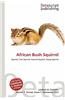 African Bush Squirrel