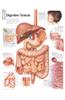 Digestive System
