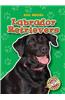 Labrador Retrievers