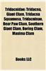 Tridacnidae: Tridacna, Giant Clam, Tridacna Squamosa, Tridacninae, Bear Paw Clam, Southern Giant Clam, Boring Clam, Maxima Clam