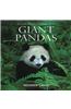 Giant Pandas