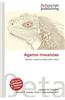 Agama Mwanzae