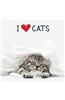 I Love Cats