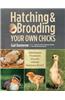 Hatching and Brooding Your Own Chicks