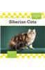 Siberian Cats