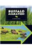 Buffalo Migration