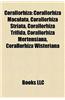 Corallorhiza: Corallorhiza Maculata, Corallorhiza Striata, Corallorhiza Trifida, Corallorhiza Mertensiana, Corallorhiza Wisteriana