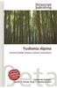 Yushania Alpina