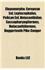 Elopomorpha: Albuliformes, Anguilliformes, Elopiformes, Notacanthiformes, Saccopharyngiformes, Eel Life History, Gymnothorax Pictus