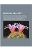 Mollusc Anatomy: Seashell, Love Dart, Gastropod Shell, Mollusc Shell, Radula, Siphon, Sea Silk, Nacre, Operculum