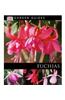 Fuchsias