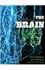 Brain