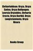 Ehrhartoideae: Oryza, Oryza Sativa, Oryza Rufipogon, Leersia Oryzoides, Ehrharta Erecta, Oryza Barthii, Oryza Longistaminata, Oryza N