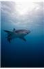 The Lemon Shark Journal: 150 Page Lined Notebook/Diary